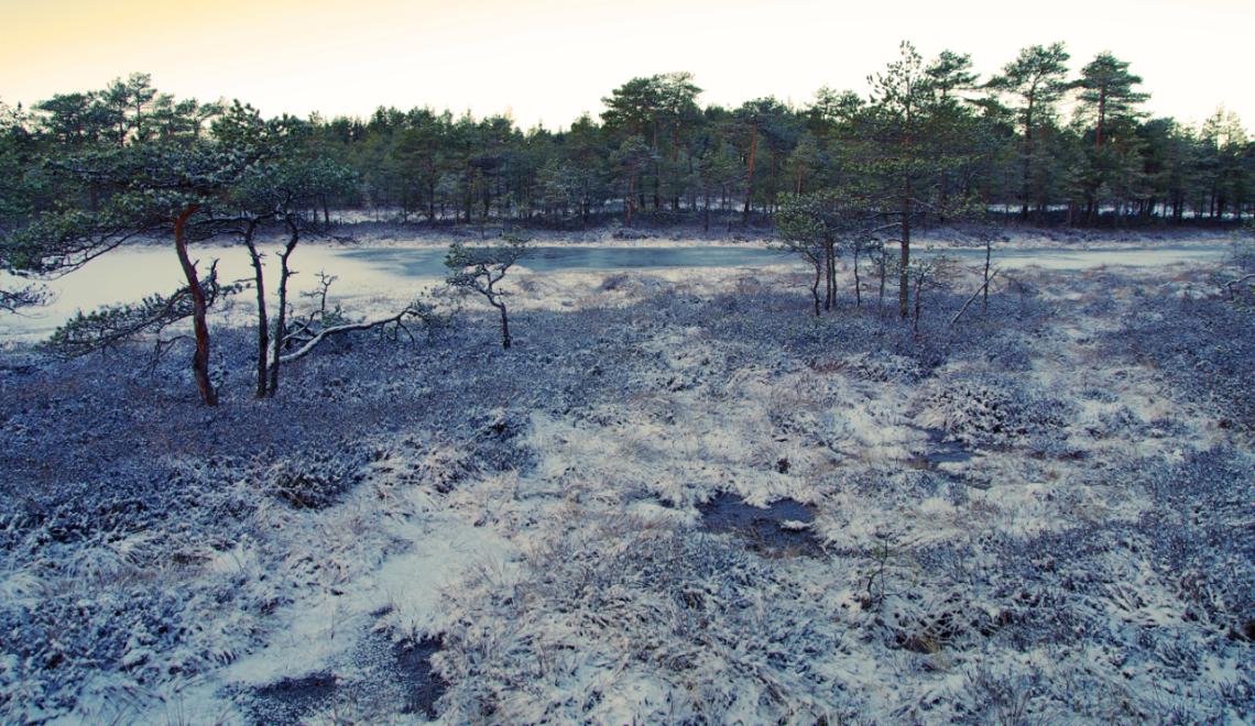 污染土壤修復(fù)